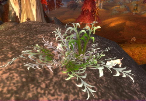 魔兽世界怀旧服山鼠草刷新位置攻略