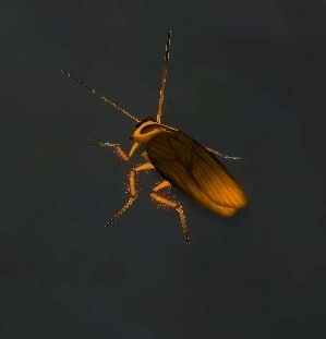 魔兽世界怀旧服蟑螂获得方法介绍