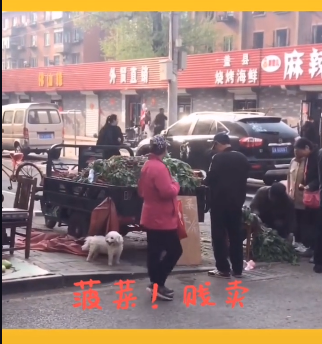 菠菜菠菜菠菜贱卖意思介绍