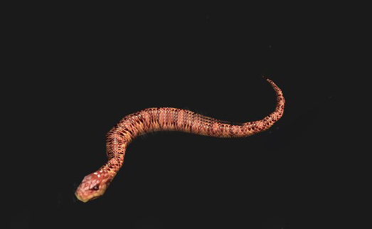 魔兽世界怀旧服棕色蟒蛇获得方法介绍