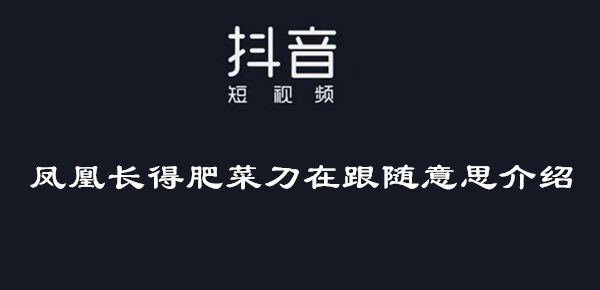 凤凰长得肥菜刀在跟随意思介绍