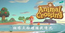 集合啦动物森友会斑缘点粉蝶捕捉情况